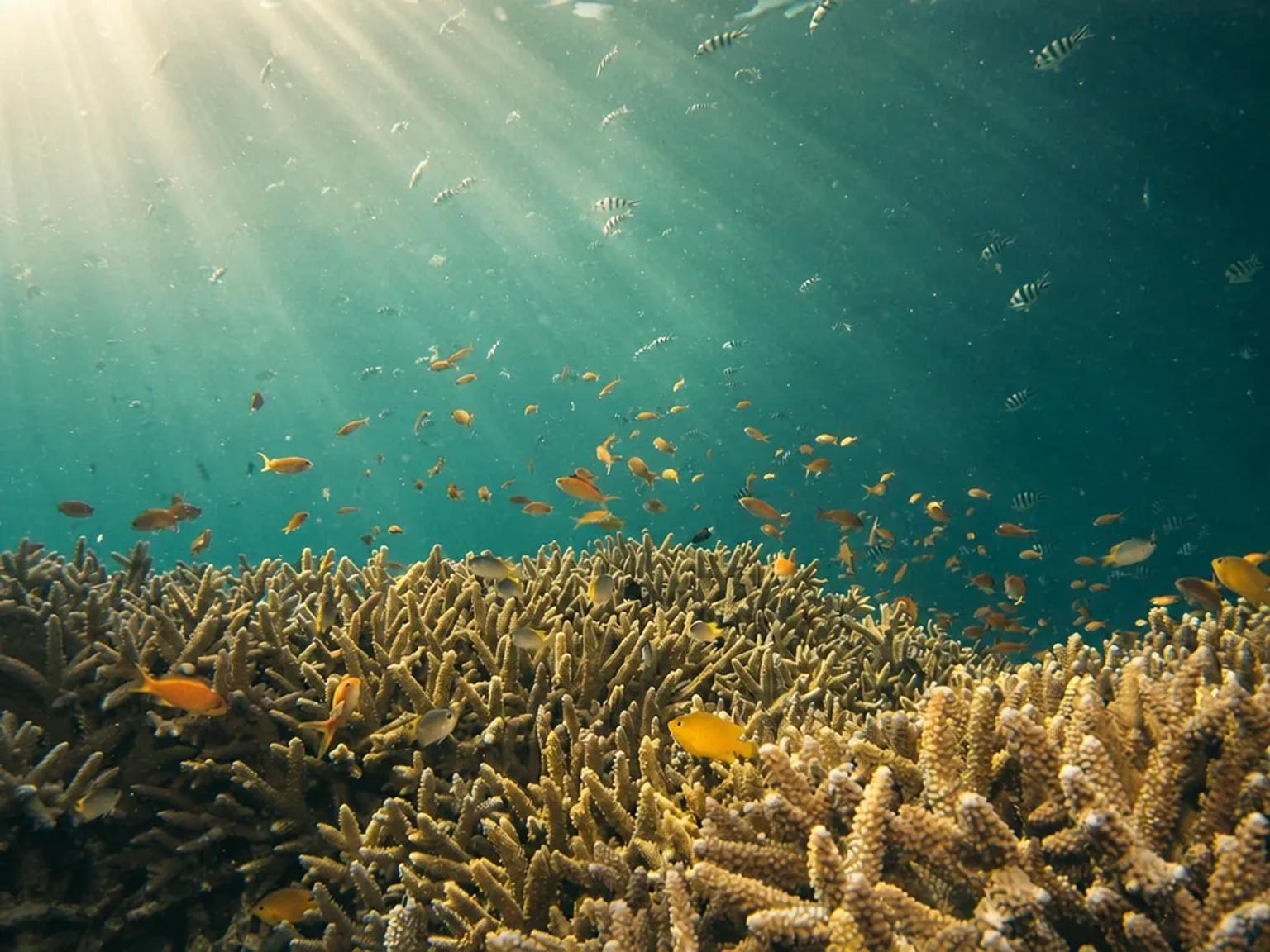 Reefs, dolphins & the Nile