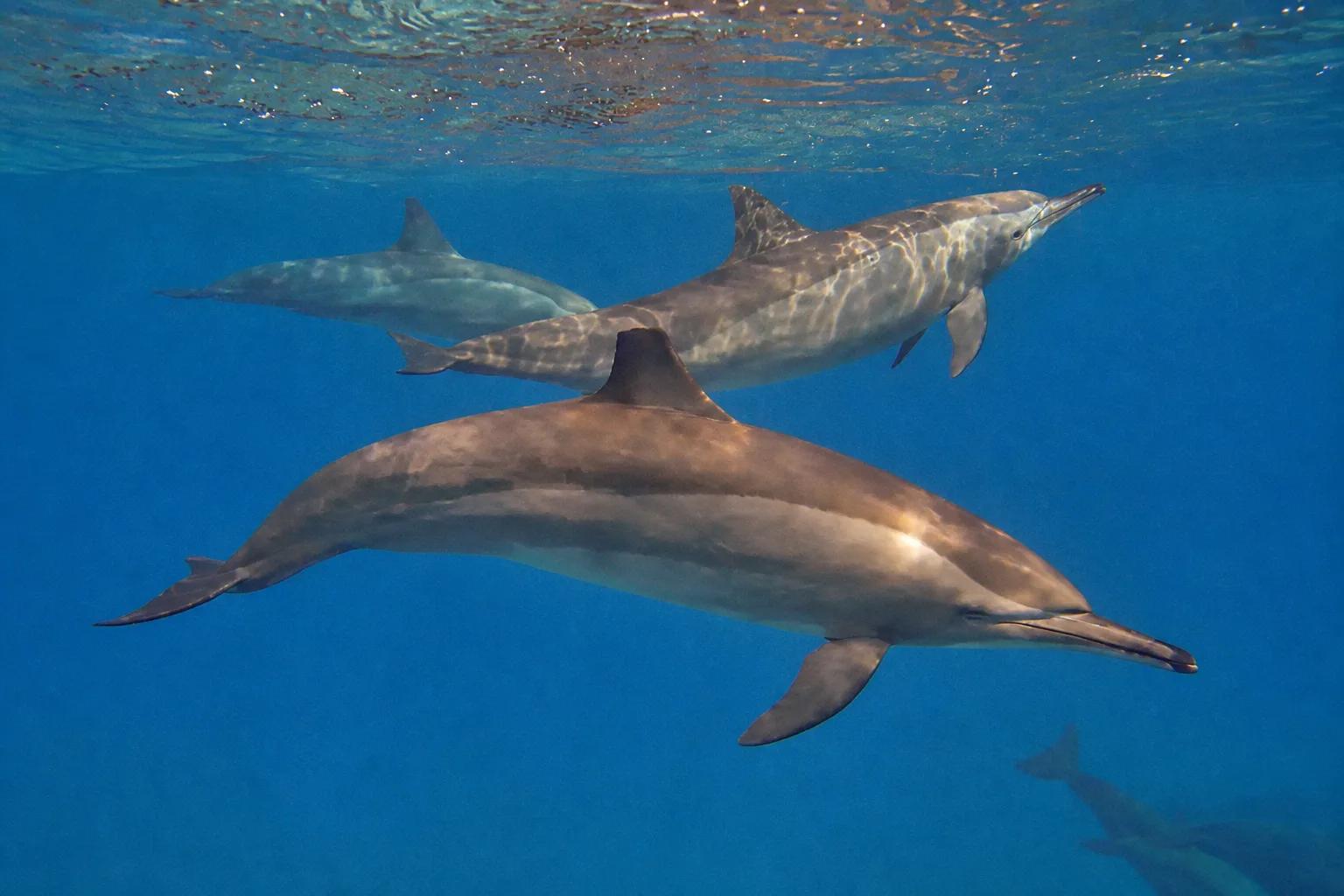 Spinner dolphins in the clear water of Dolphin House reef