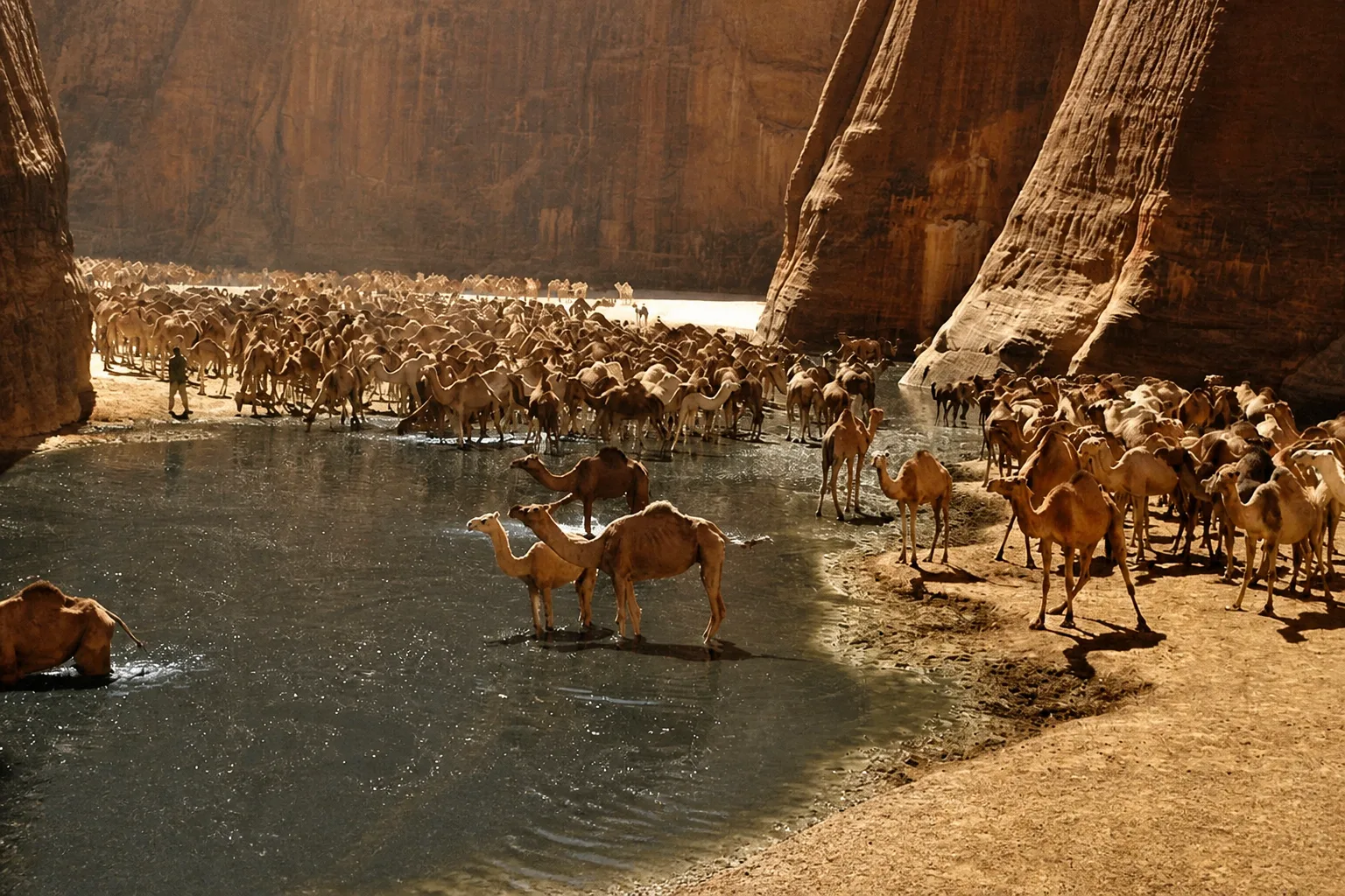 Desert and mangrove coastline at Wadi El Gemal national park